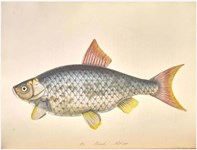 Illustration done on a grand scale: fantastic fish watercolours from naturalist Sarah Bowdich Lee