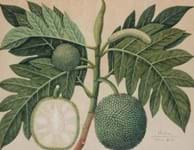 Anglo-Indian art bears auction fruit