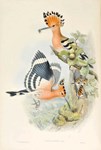 Gould’s Birds of Britain flies to £36,000 at Dominic Winter