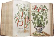 Botanist follows herbal remedy in full colour 16th century text judged 'most beautiful' of its kind