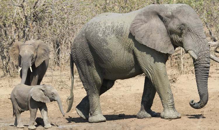 Elephants ivory 