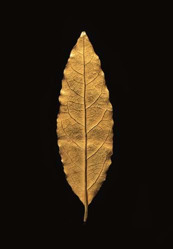 Napoléon gold leaf