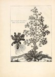 BOOKS AND WORKS ON PAPER: A botanical collection grown over decades