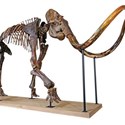 Mammoth skeleton sold at auction