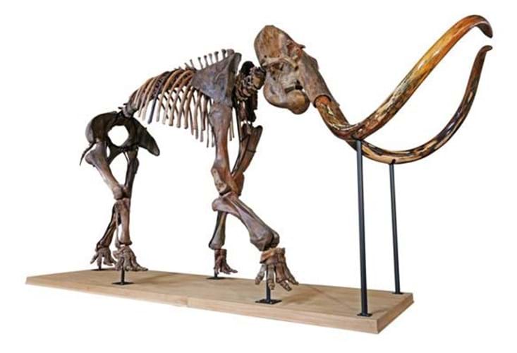 Mammoth skeleton sold at auction