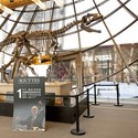Dinosaur skeleton at Aguttes auction