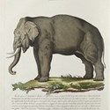 Colour plate of elephant