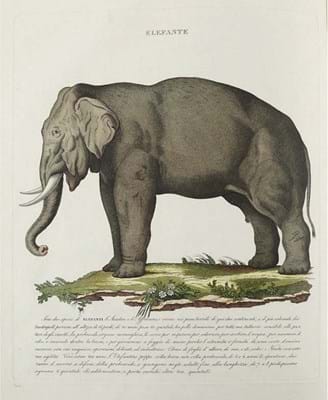 Colour plate of elephant