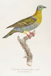 Ornithological work that caused a big flap in Edinburgh auction