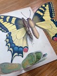 Paper butterfly flutters into Welsh fair