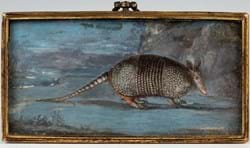 Eighteenth century armadillo that made it alive to Britain