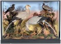 Bird brains: saleroom sells large African taxidermy dioramas
