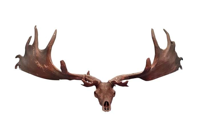 Antlers and skull