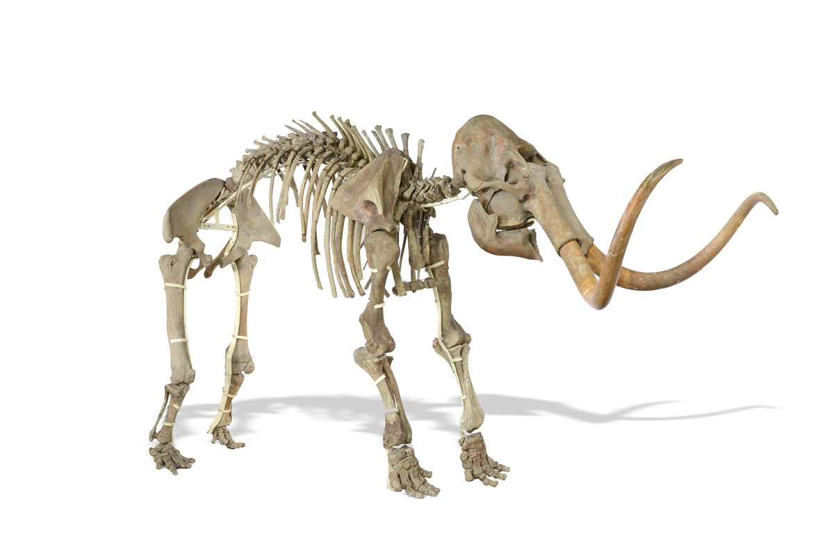 Скелет шерстистого мамонта