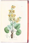 Russian botanical work blooms in Germany