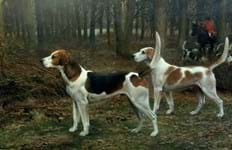 Buyer hunts down Charles Lutyens hounds