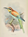 Two sales in Gloucestershire and west London feature sizeable ornithological sections