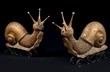 LUCIEN - Escargots.jpg