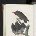John James Audubon's Birds of America