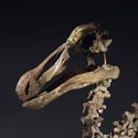 Rare Skeleton of a Dodo Bird detail.jpg