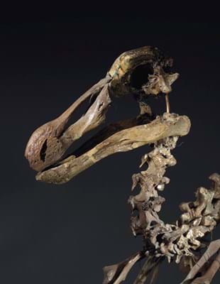 Rare Skeleton of a Dodo Bird detail.jpg