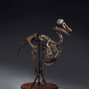 Rare Skeleton of a Dodo Bird.jpg
