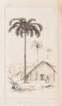 Alfred Russell Wallace's evolution of a work on palm trees
