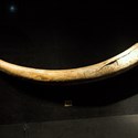 Mammoth tusk