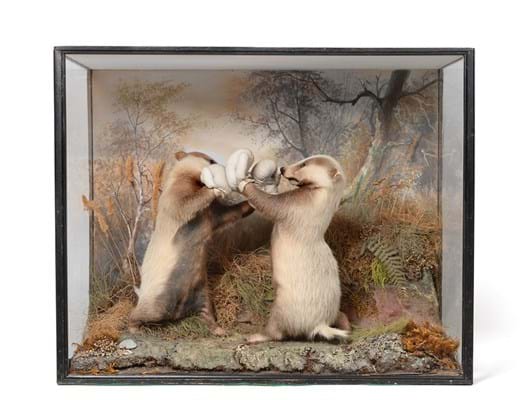 Peter Spicer taxidermy ‘Boxing Badgers’