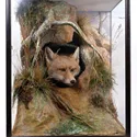 Fox taxidermy by Peter Spicer and Sons
