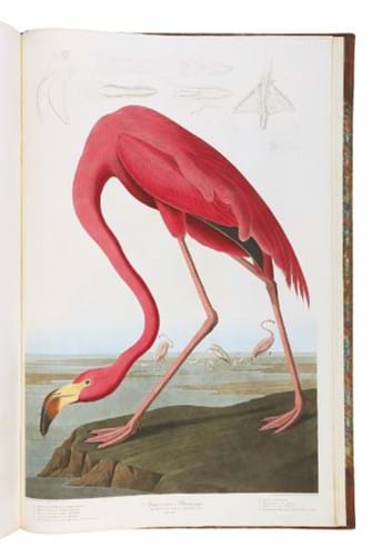 Audebon Sotheby's flamingo.jpg