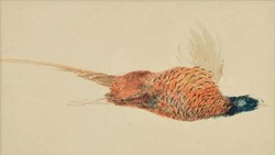 Dead pheasant study attributed to Turner draws interest at Perth auction house