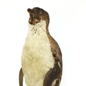Taxidermy penguin