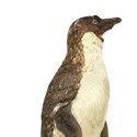 Taxidermy penguin