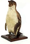 Pick of the week: Buyer picks up a penguin from Terra Nova