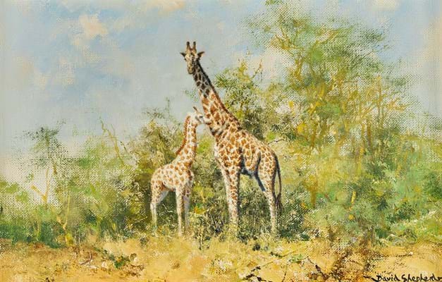 David_Shepherd_Giraffes.jpg