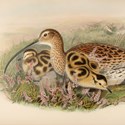 John Gould's Birds of Great Britain