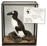 Pick of the week: Replica great auk is real winner at auction