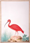 Ornithological watercolour ordered by brother of Louis XIII is highest Parker Fine Art saleroom price so far