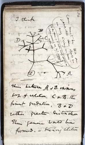 Tree of Life sketch. Please credit Cambridge University Library.jpg