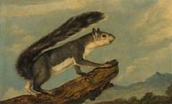 Squirrel painting by 'the other' Audubon emerges at Swann