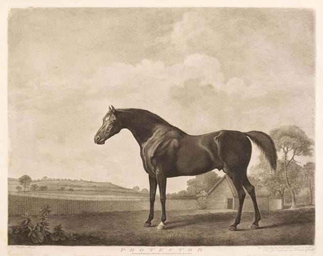 George Stubbs horse print 