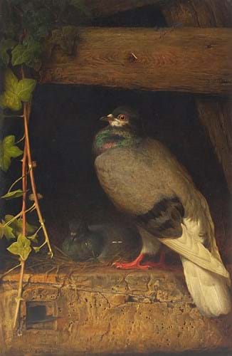 ‘Two Pigeons’ by William James Webbe