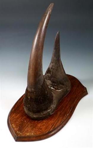 CITES rhino horns