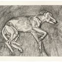 Lucian Freud etching of his whippet Eli