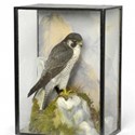 Taxidermy Peregrine falcon by Peter Spicer and Sons