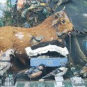 Taxidermy Walter Potter