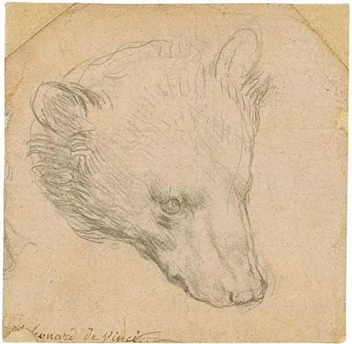 Leonardo drawing