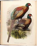 Ornithological works prove high fliers at Sotheby’s