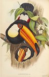 See what toucan do even with damage